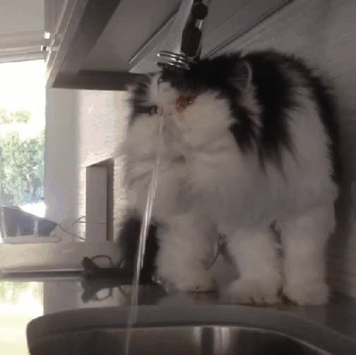 vida,gato,complicada,grifo,agua