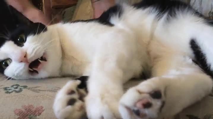 llegar,lunes,gato,fin de semana