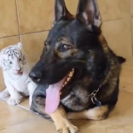 perro,tigre,cachorro,caricias,llevar bien