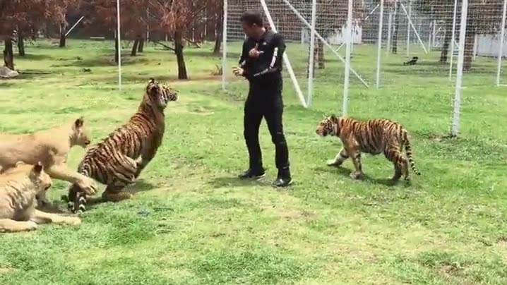 peque&ntilde;a,pelea,tigre,humano,suerte,jugando
