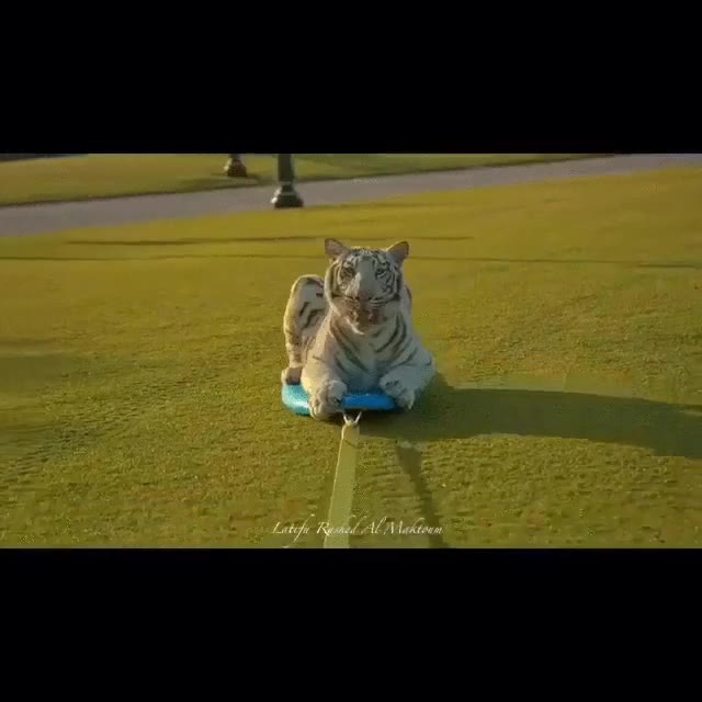 todos los d&iacute;as,ver&aacute;s,tigre,blanco,surfeando