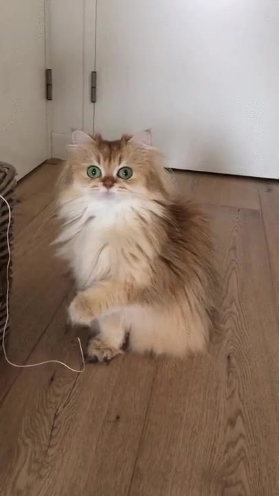 hola,humano,pensar mal,gato