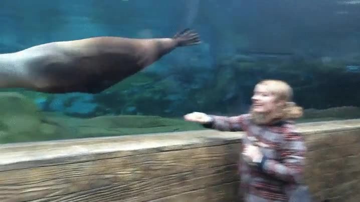 leon marino,jugar,atrapar,cosas