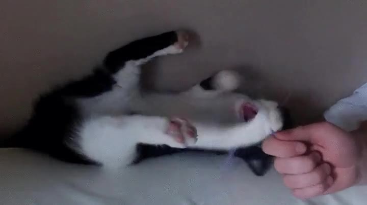 gato,cansar,jugar,escapar,sitio,inesperado,cama