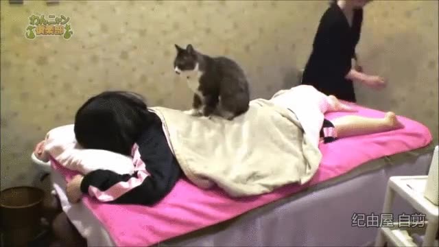 moda,masaje,gato,espalda