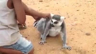 lemur,pedir,rascar,mimos