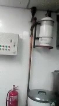 ratas,esperar,restaurante,tuber&iacute;as,subir