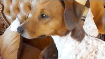 perros,miedo,nuevo gato,miradas