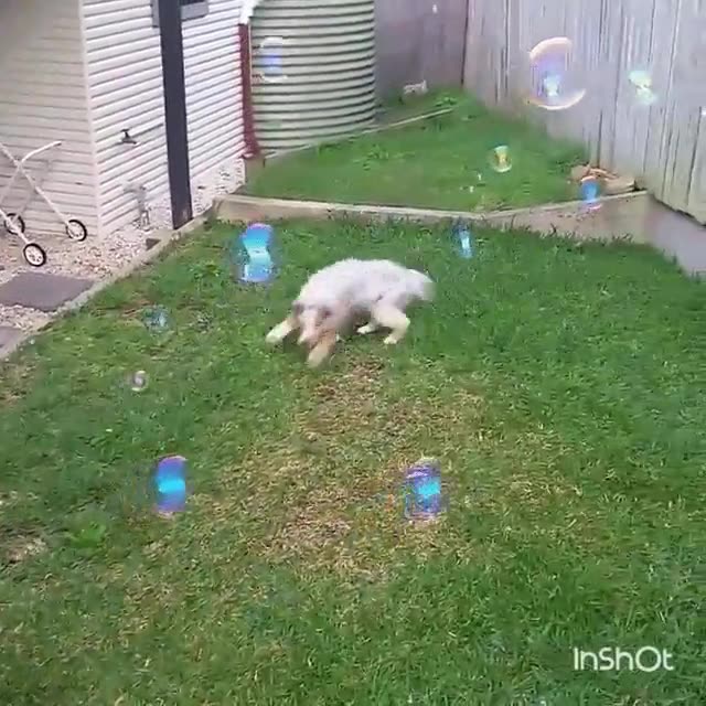 perro,obsesi&oacute;n,hacer,explotar,burbujas