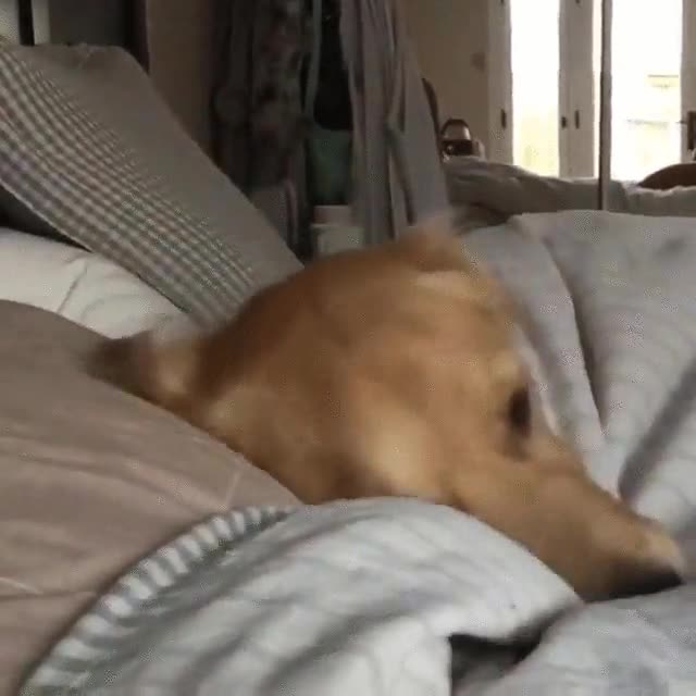 perro,cama,dormir,lunes,5 minutos