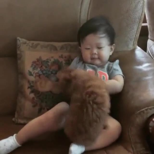 ni&ntilde;o,conocer,amigo,perro,entusiasmo