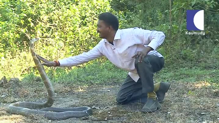 acariciar,cobra real,cosas,peligrosas,mundo