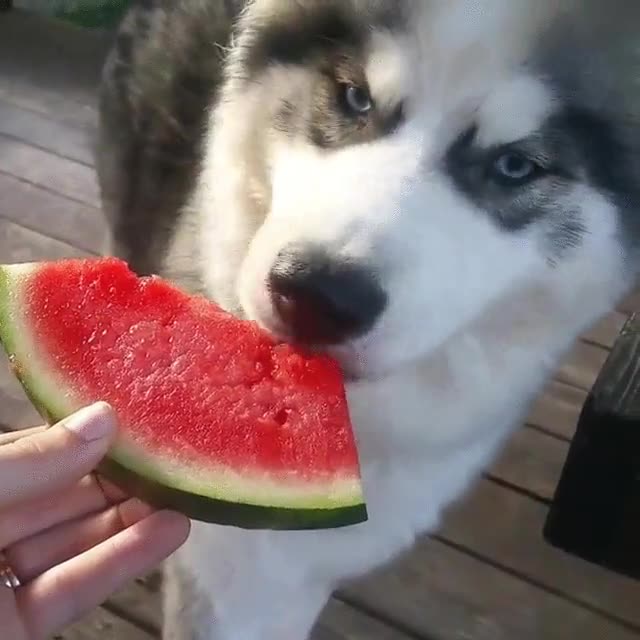 nadie,sand&iacute;a,perro,morder,&eacute;poca del a&ntilde;o