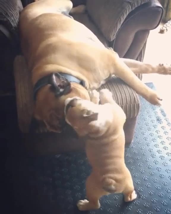 perro,dormir,ganas,marcha