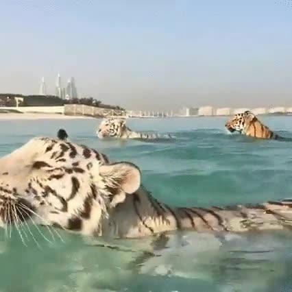 tigre,chapuz&oacute;n,disfrutar,verano