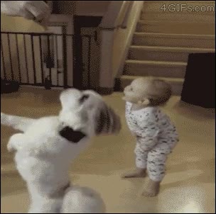 perro,ense&ntilde;ar,truco,humano