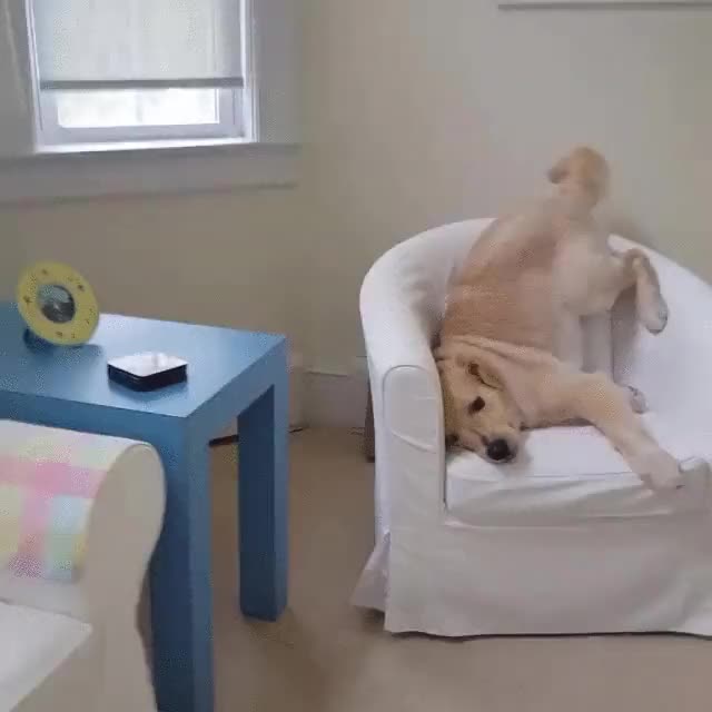 perro,manía,postura,rara,sofa,cómodo