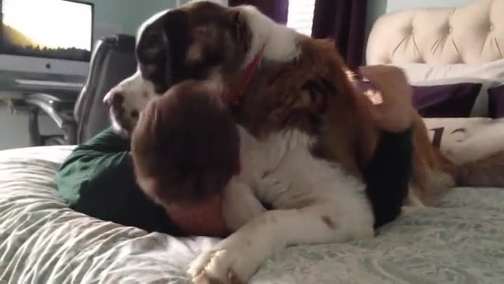 perro,cama,encima,resistas,amor