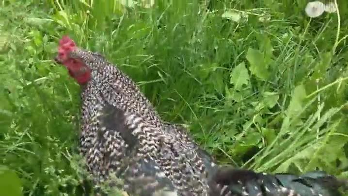 Gallinas que han tenido una noche loca y se despiertan en sitios desconocidos gallina,noche loca,despertar,sitio desconocido,resaca