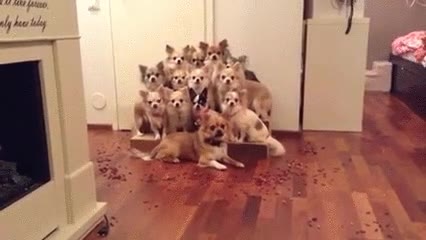 foto,perro,empezar,comer