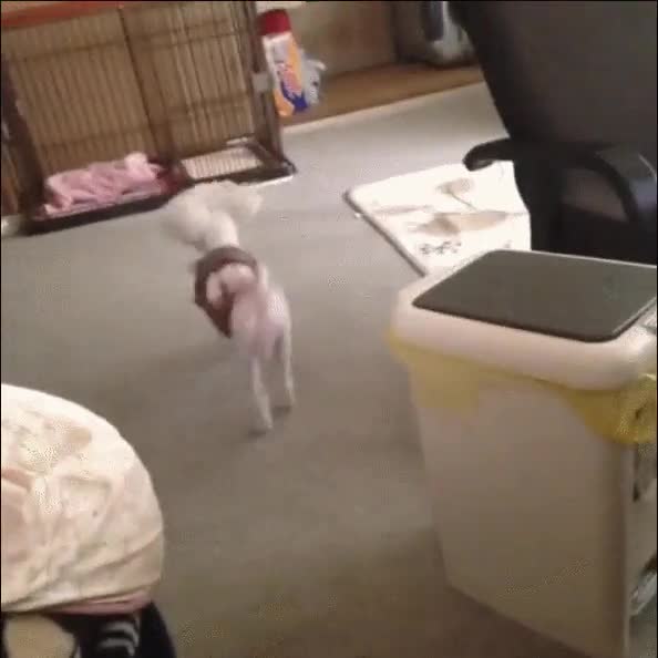 manera,f&aacute;cil,decepcionar,perro