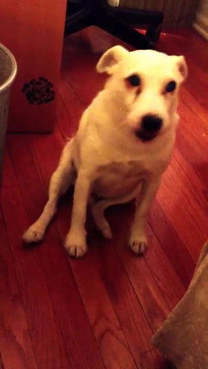 perro,desastre,responsable