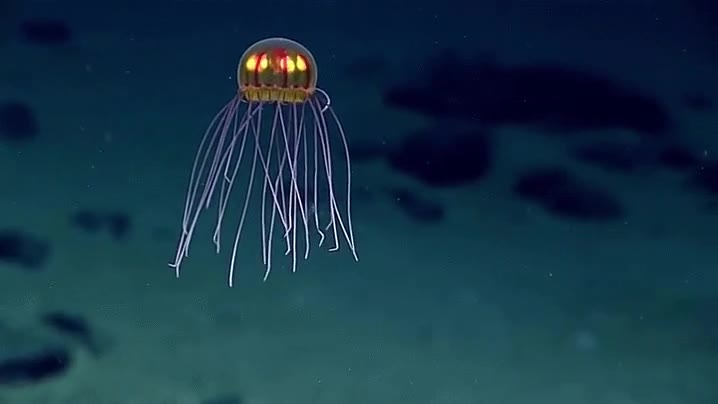 recientemente,descubierta,medusa,corsotta,dibujo,animado