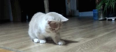 mejor forma,trollear,gato,puntero l&aacute;ser