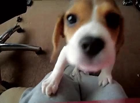 beagle,perro,curiosidad,aparecer