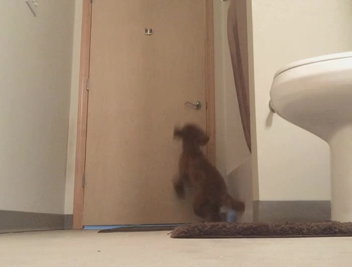 por fin,descubrir,como,perro,7 meses,escapar,ba&ntilde;o