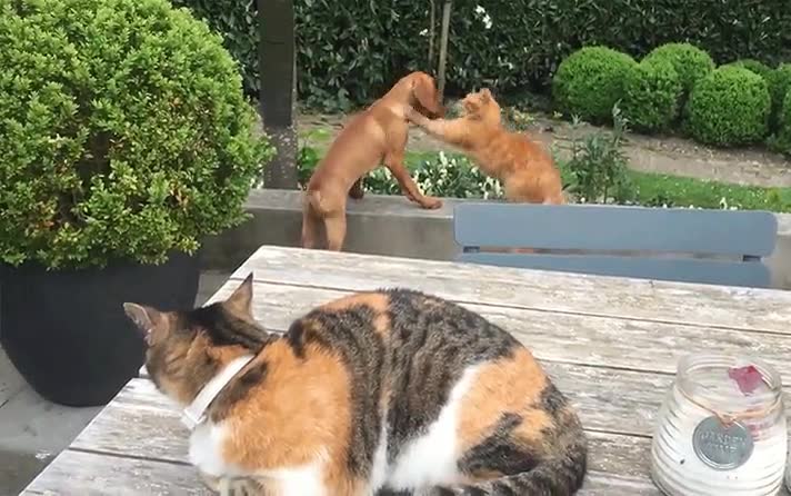 mejor,amigo,hablar,hermana