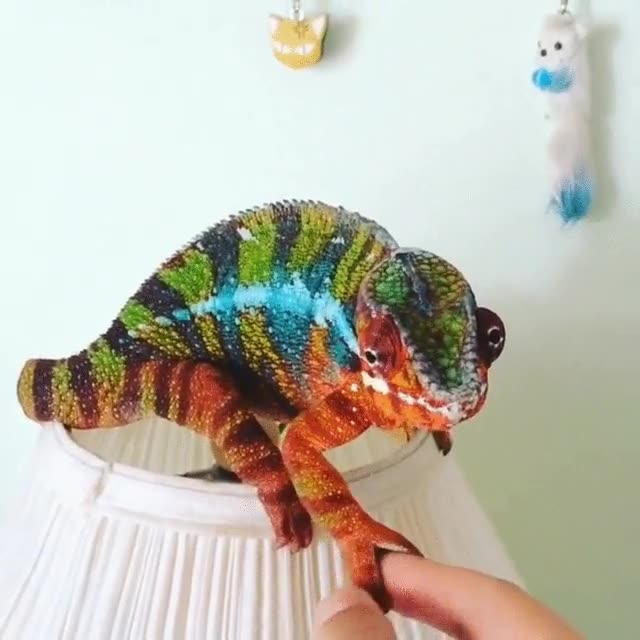 hola,encantado,conocerte,saludo,camale&oacute;n