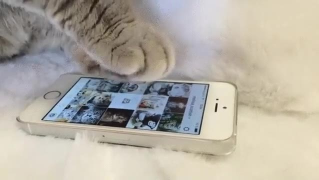 gato,enganchado,redes sociales,movil,fotos