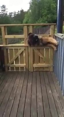 perro,escapar,tutoriales,houdini