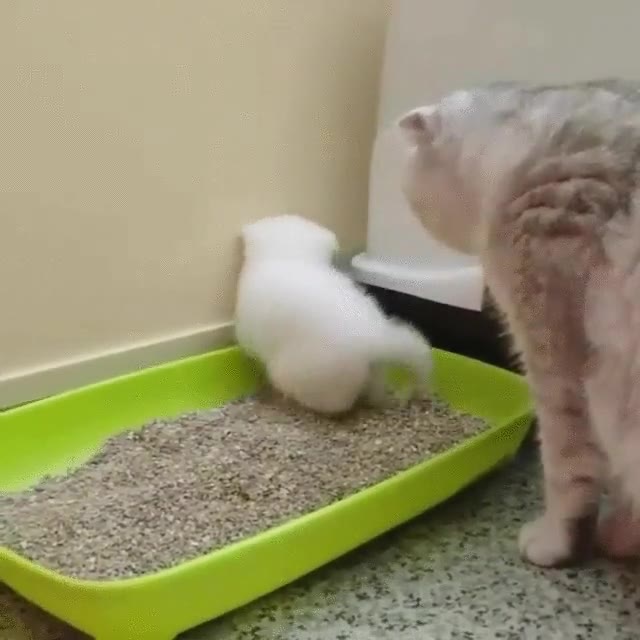 que haces,gato,caja,arena