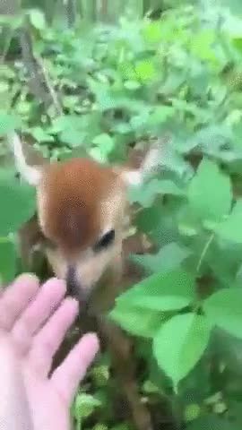 bambi,usar,carga,efectivo