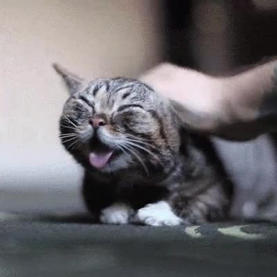 gato,cari&ntilde;oso,mundo,caricias