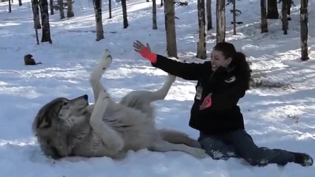 lobos,necesitar,mimos,caricias