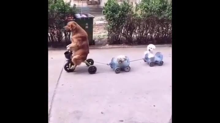 perros,entrenando,olimpiadas