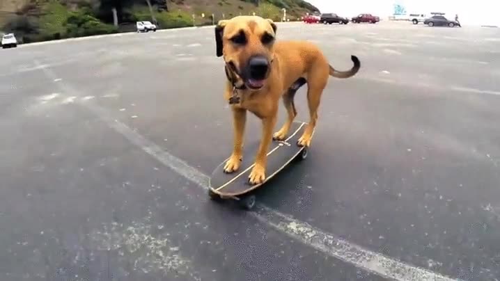 perro,patinar,skate,mejor,muchos de nosotros
