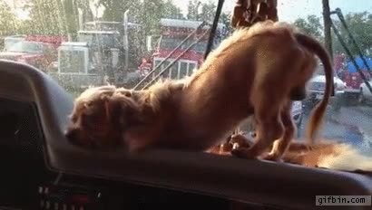 perro,pasar,domido,coche,ca&iacute;da