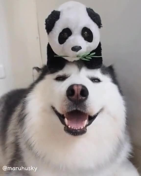 perro,feliz,sonrisa,panda,cabeza