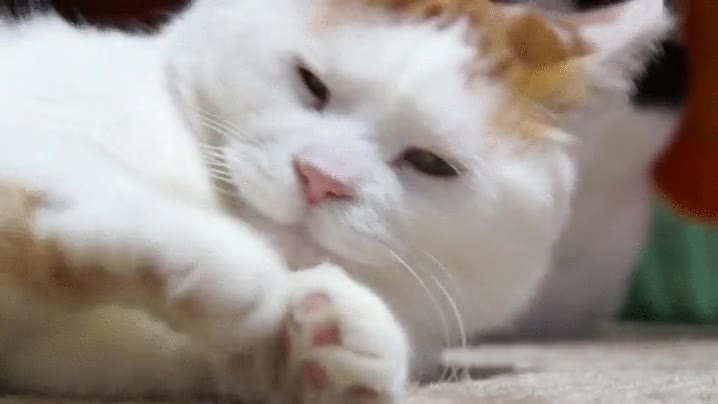 despertar,cinco minutos,gato,sue&ntilde;o