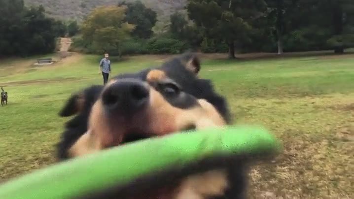 perro,atrapar,frisbee,accidente