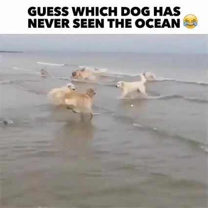 adivina,cual,perros,nunca,mar