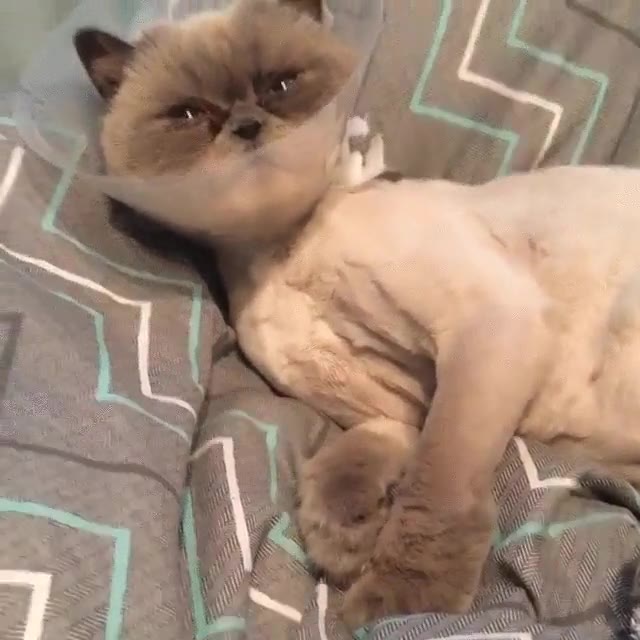 cara,gato,lamerse,campana,dejar de funcionar