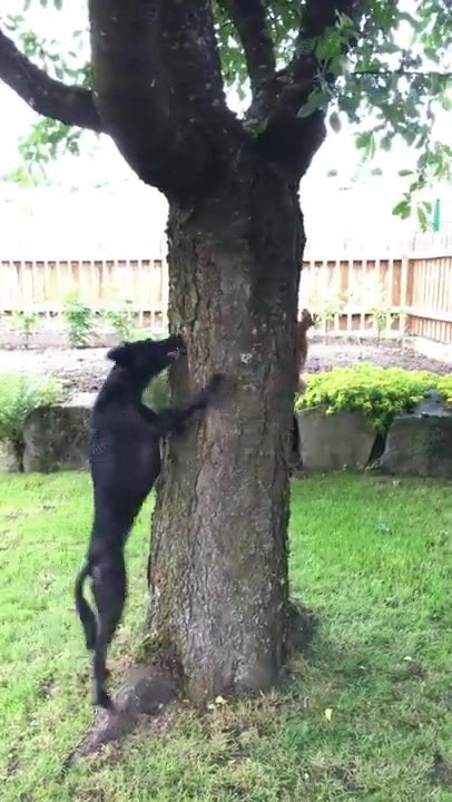 perro,perseguir,ardilla,nunca,atrapar