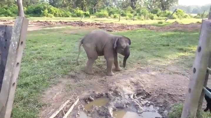 cr&iacute;a,elefante,miedo,cabra