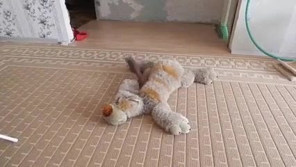 ardilla,entusiasmada,nuevo,compa&ntilde;ero,juegos