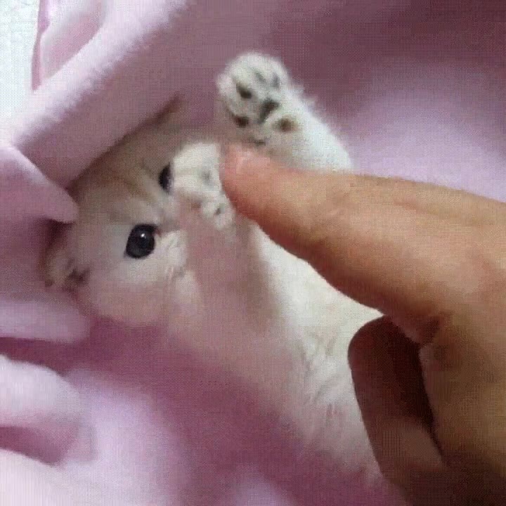 nunca,defensa,perfecta,humano